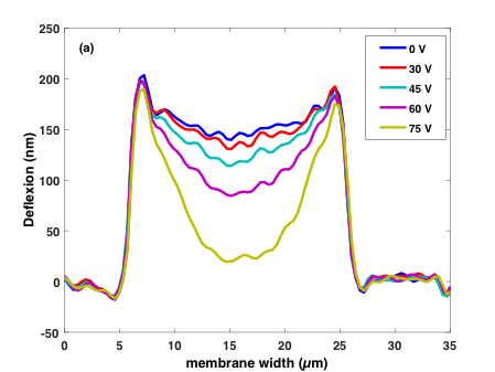 Displacement profile measured along the cMUT width, at the center of the diaphragm, for different biasing voltage values. 